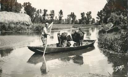 CPSM FRANCE 79 "Arçais, transport du bétail"