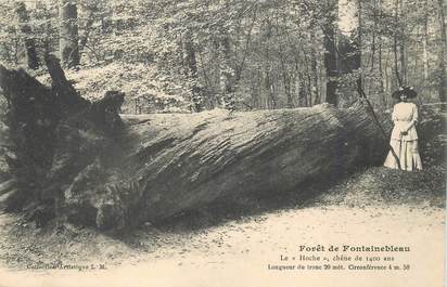 CPA FRANCE 77 "Foret de Fontainebleau, le Chêne de 1400 ans"