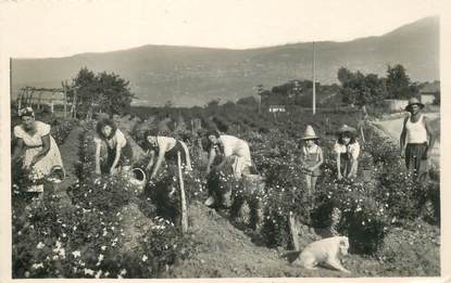 CPSM FRANCE 06 "Grasse, la Cueillette des Fleurs de Jasmin"