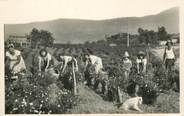 06 Alpe Maritime CPSM FRANCE 06 "Grasse, la Cueillette des Fleurs de Jasmin"