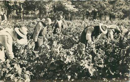 CPSM FRANCE 06 "Cannes, Ile Saint Honorat, les vendanges"