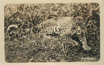 CARTE PHOTO LEOPARD