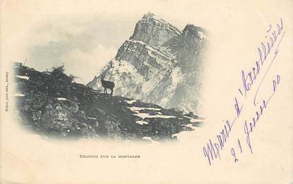 CPA FRANCE 74 "Chamois sur la montagne"