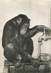 CPSM SINGE / CHIMPANZÉ