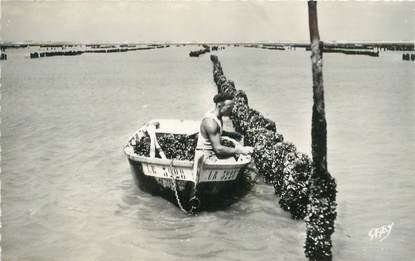 CPSM FRANCE 85 "L'Aiguillon sur Mer, travail aux Bouchots"