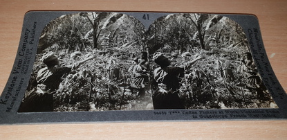 PHOTO STEREO GUADELOUPE / PLantation et récolte café par les indiens