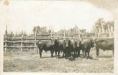 CARTE PHOTO FRANCE 13 / CAMARGUE / TAUREAU