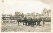 13 Bouch Du Rhone CARTE PHOTO FRANCE 13 / CAMARGUE / TAUREAU