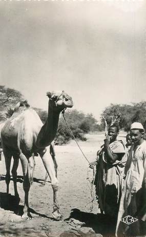 CPSM TCHAD "Abeche, un dromadaire"