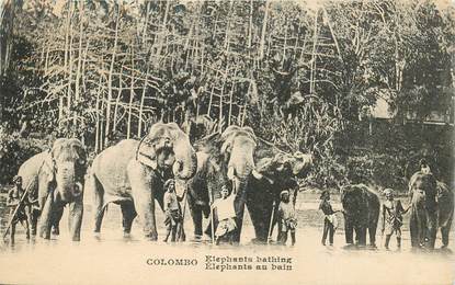 CPA INDE / CEYLAN "Colombo, Éléphants au bain"