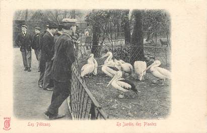 CPA FRANCE 75 "Paris, Le Jardin des Plantes"