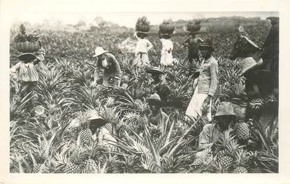 CPA GUADELOUPE "Récolte des ananas"