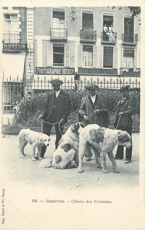 / CPA FRANCE 65 "Cauterets, chien des Pyrénées"