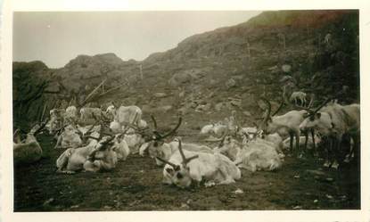 CPA / PHOTOGRAPHIE NORVEGE 1958 "Troupeau de rennes"