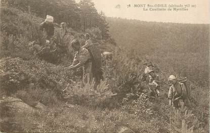 CPA FRANCE 68 "Mont Sainte Odile, la cueillette des Myrtilles"