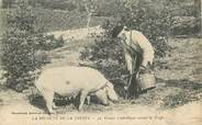 19 Correze CPA FRANCE 19 "La Récolte de la Truffe" / COCHON