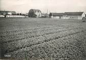 49 Maine Et Loire / CPSM FRANCE 49 "Angers, établissement Horticole P. Balme"