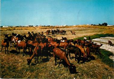 / CPSM FRANCE 85 "Ile de Noirmoutier" / CHEVRE