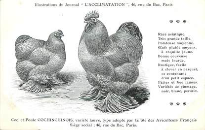 / CPA COQ / POULE "Journal l'acclimatation, variété Cochinchinois"