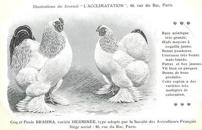 / CPA COQ / POULE "Journal l'acclimatation, variété Herminée"