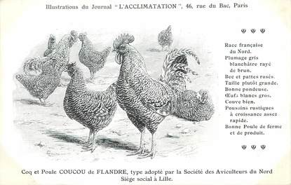 / CPA COQ / POULE "Journal l'acclimatation, coucou de Flandre"