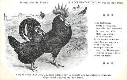 / CPA COQ / POULE "Journal l'acclimatation,Type Minorque"