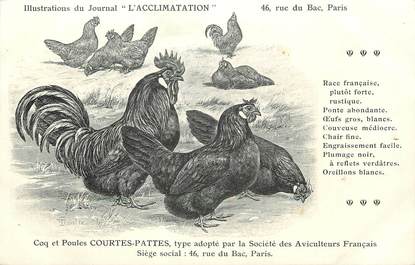 / CPA COQ / POULE "Journal l'acclimatation, type courtes Pattes"