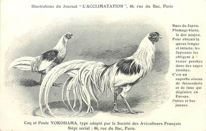 / CPA COQ / POULE "Journal l'acclimatation, type Yokohama"