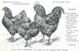 / CPA COQ / POULE "Journal l'acclimatation, type Langshan"