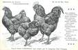 / CPA COQ / POULE "Journal l'acclimatation, type Langshan"