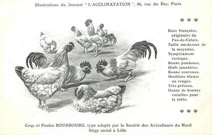 / CPA COQ / POULE "Journal l'acclimatation, type Bourbourg"