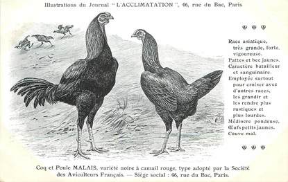 / CPA COQ / POULE "Journal l'acclimatation, type Malais"