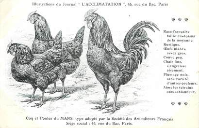 / CPA COQ / POULE "Journal l'acclimatation, type du Mans"