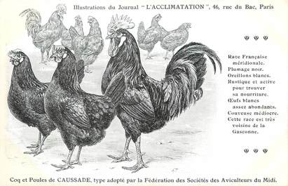 / CPA COQ / POULE "Journal l'acclimatation, type de Caussade"