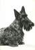 CPSM  CHIEN "Scotch Terrier" / OBLITÉRATION CACHET PORT PAYE  / PUBLICITÉ  