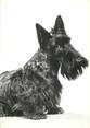 Animaux CPSM  CHIEN "Scotch Terrier" / OBLITÉRATION CACHET PORT PAYE  / PUBLICITÉ  
