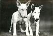 CPSM  CHIEN "Bull Terrier" / OBLITÉRATION CACHET PORT PAYE  / PUBLICITÉ  