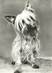 CPSM  CHIEN "Yorkshire terrier" / OBLITÉRATION CACHET PORT PAYE  / PUBLICITÉ  