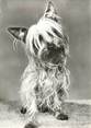 Animaux CPSM  CHIEN "Yorkshire terrier" / OBLITÉRATION CACHET PORT PAYE  / PUBLICITÉ  