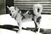 Animaux CPSM  CHIEN "chien de traineaux esquimau" / OBLITÉRATION CACHET PORT PAYE  / PUBLICITÉ  