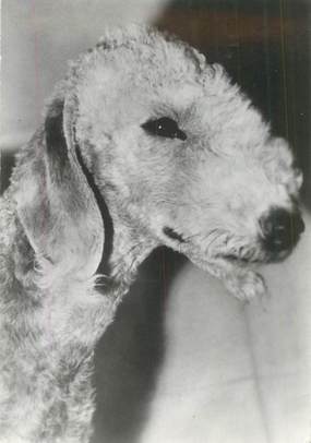 CPSM  CHIEN "Bedlington terrier" / OBLITÉRATION CACHET PORT PAYE  / PUBLICITÉ  