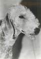 Animaux CPSM  CHIEN "Bedlington terrier" / OBLITÉRATION CACHET PORT PAYE  / PUBLICITÉ  