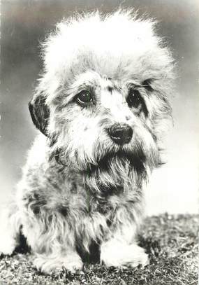 CPSM  CHIEN "Dandy Diemont Terrier" / OBLITÉRATION CACHET PORT PAYE  / PUBLICITÉ  