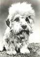 Animaux CPSM  CHIEN "Dandy Diemont Terrier" / OBLITÉRATION CACHET PORT PAYE  / PUBLICITÉ  