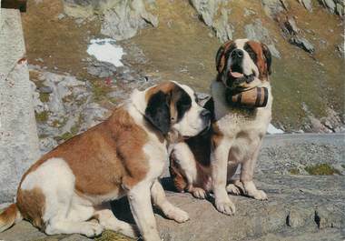 CPSM CHIEN " Saint Bernard"