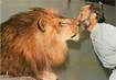 / CPSM FRANCE 72 "La Flèche, Parc Zoologique, Jacques Bouillault et son lion favori"