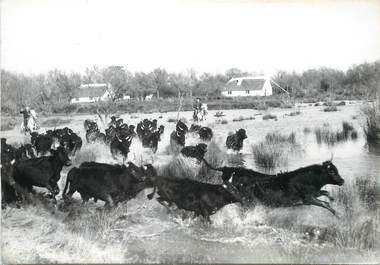 / CPSM FRANCE 13 "En Camargue, manade de Taureaux" / CHEVAL