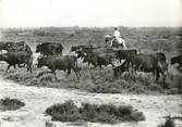 13 Bouch Du Rhone / CPSM FRANCE 13 "Saintes Maries de la Mer, une manade" / TAUREAU / CHEVAL