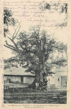 / CPA FRANCE 80 " Environs de Crotoy, le vieil arbre du grand logis" / ARBRES NOMME