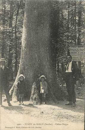 / CPA FRANCE 72 "Forêt de Bercé, chêne Boppe" / ARBRES NOMME